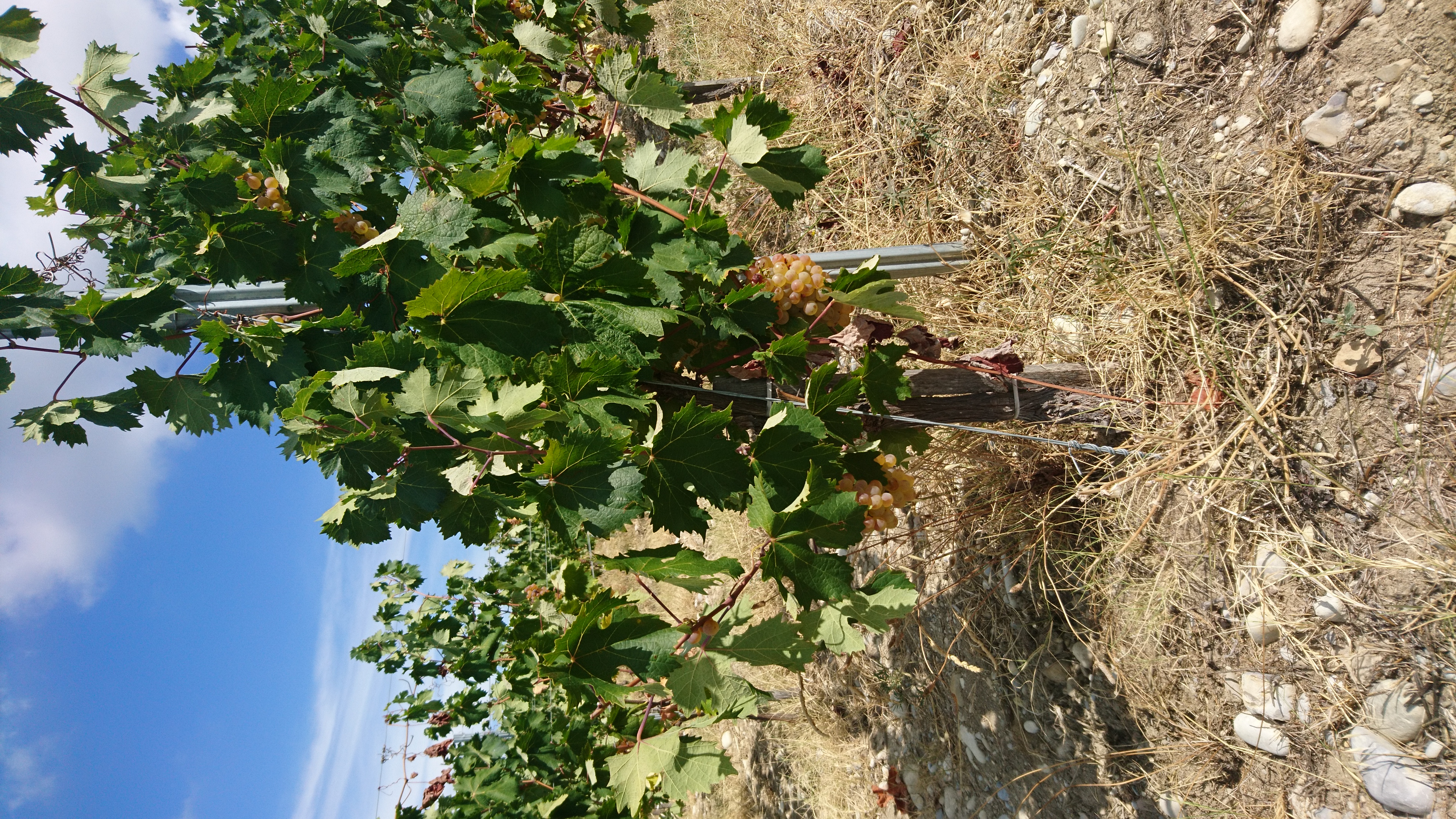 Wineyard