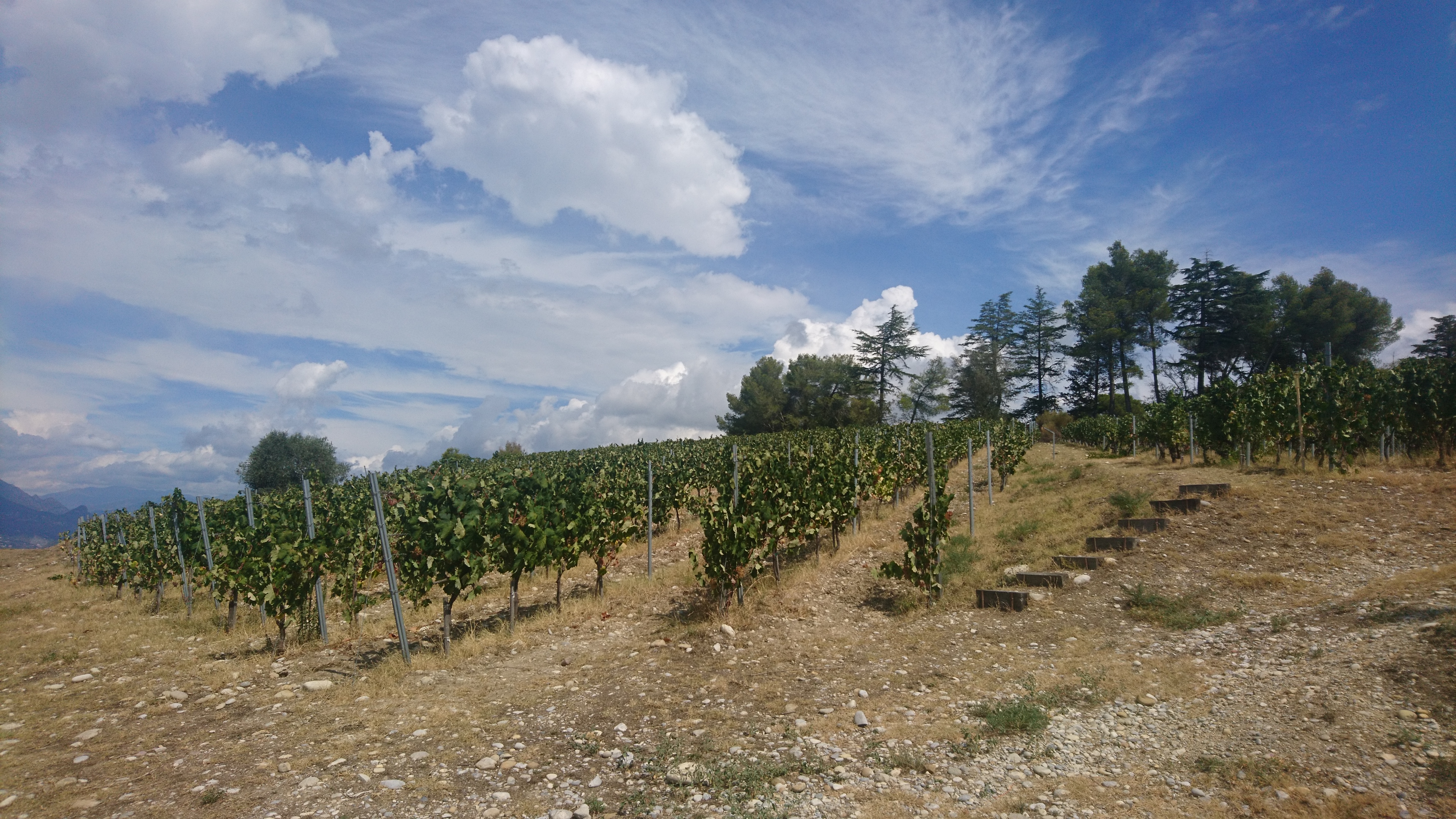 Wineyard