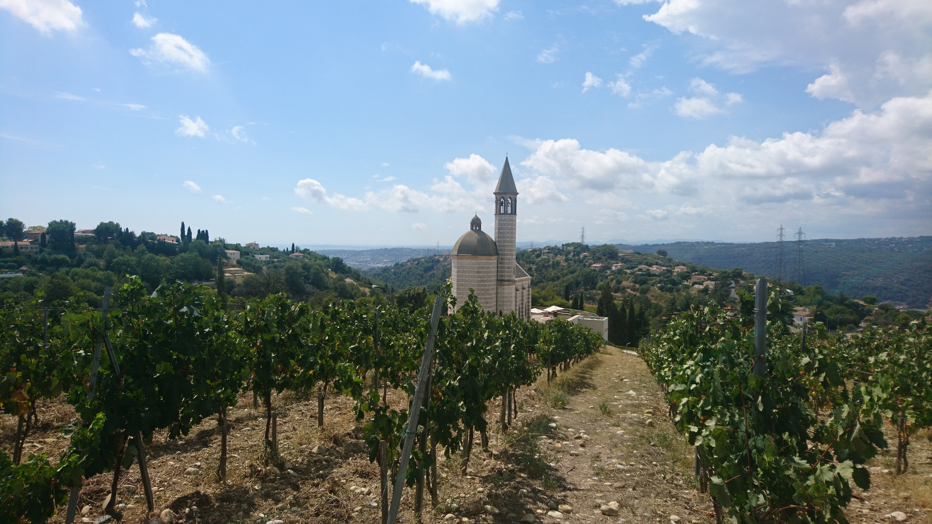 Wineyard